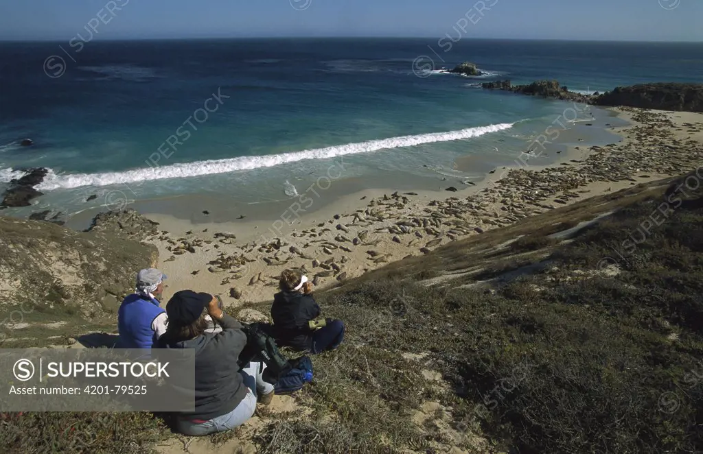 California Sea Lion (Zalophus californianus) researchers studying sea lions, Channel Islands National Park, San Miguel, California
