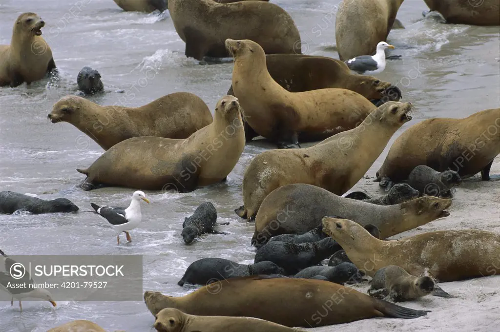 California Sea Lion (Zalophus californianus) females and pups on shore with rising tide, San Miguel Island, Channel Islands National Park, California