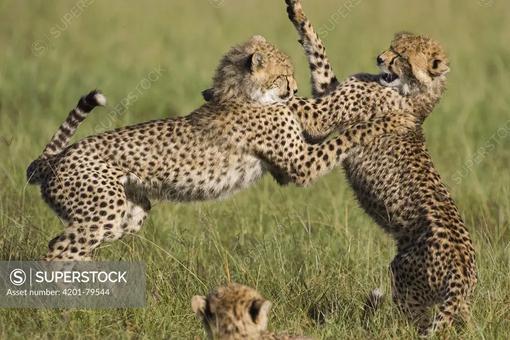 Cheetah (Acinonyx jubatus) 7 to 9 month old cubs playing, Masai Mara National Reserve, Kenya
