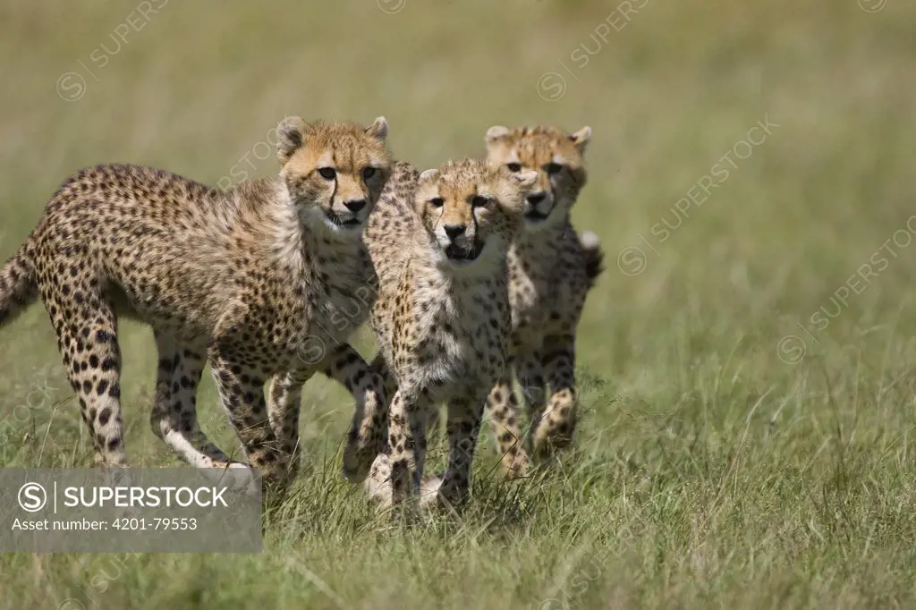 Cheetah (Acinonyx jubatus) three 7 month old cubs playing, Masai Mara National Reserve, Kenya