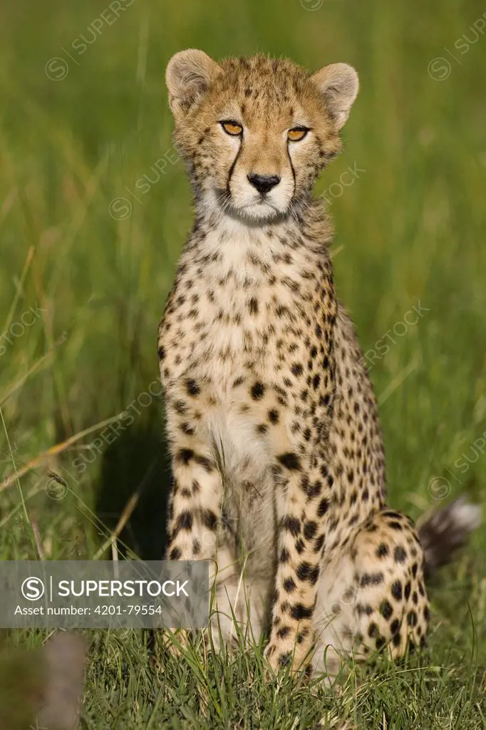 Cheetah (Acinonyx jubatus) 7 to 9 month old cub, Masai Mara National Reserve, Kenya