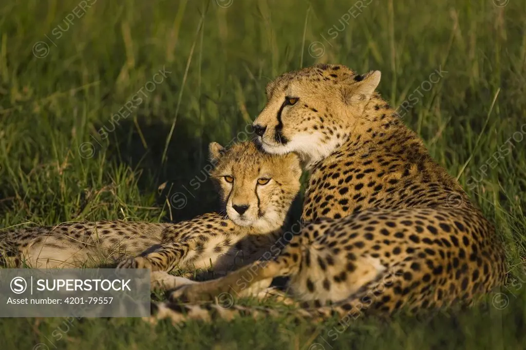 Cheetah (Acinonyx jubatus) mother and 7 to 9 month old cub, Masai Mara National Reserve, Kenya