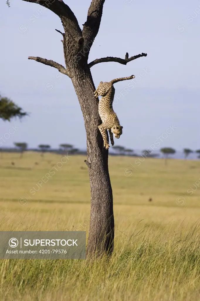 Cheetah (Acinonyx jubatus) 7 to 9 month old cub jumping out of tree, Masai Mara National Reserve, Kenya, sequence 1 of 3