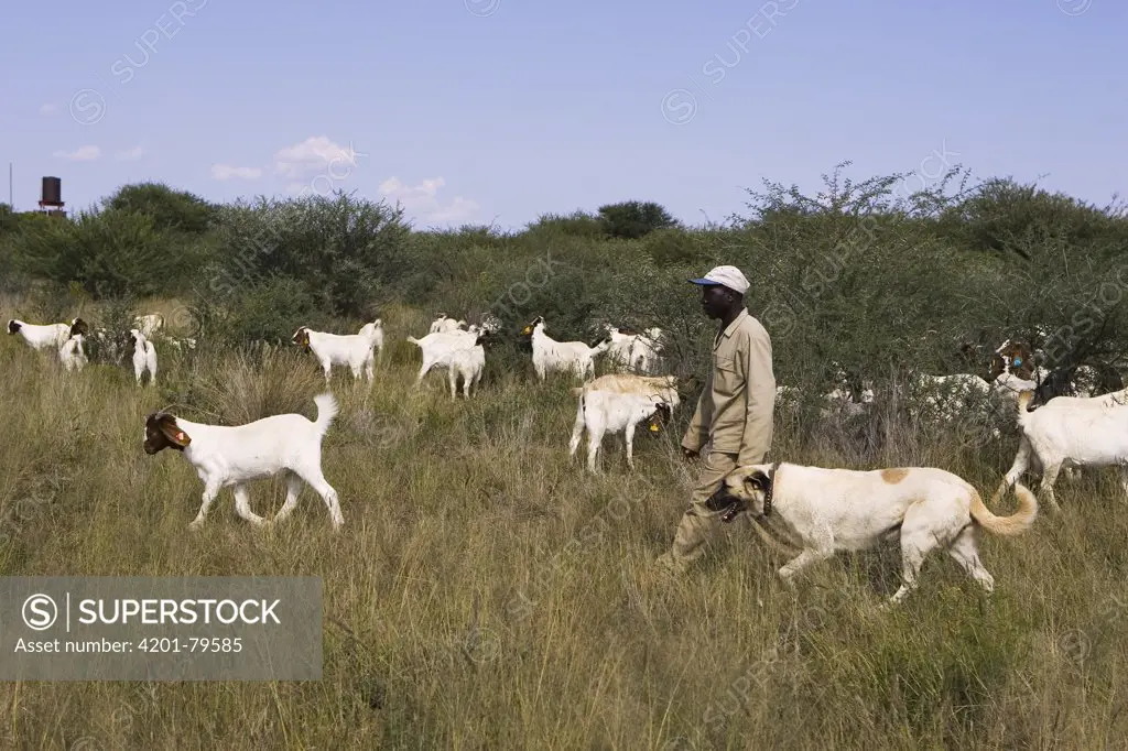 Goat Herder with Anatolian Shepherd, dog used by Cheetah Conservation Fund in Namibia to deter cheetahs from preying on livestock, Cheetah Conservation Fund, Otijwarongo, Namibia