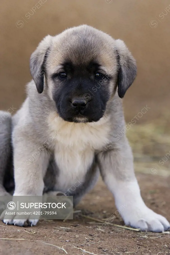 Anatolian Shepherd (Canis familiaris) puppy. Adults used to protect goat herds from cheetah attack, Cheetah Conservation Fund, Otijwarongo, Namibia
