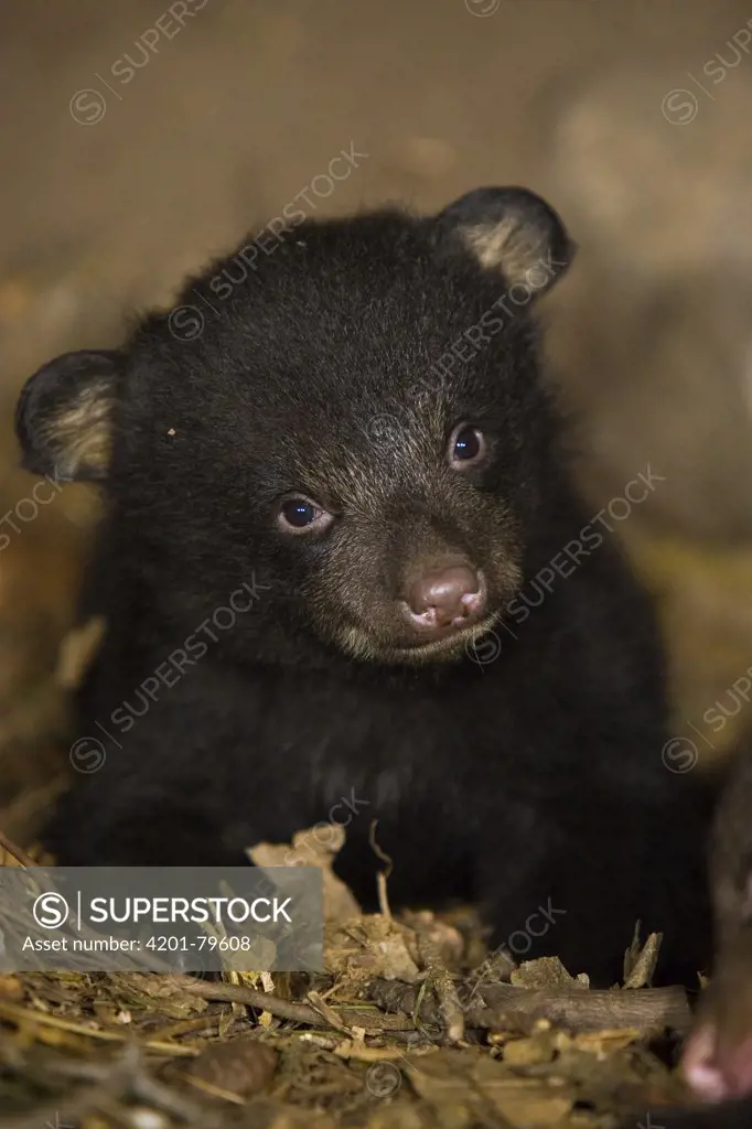 Black Bear (Ursus americanus) 7 week old cub in den