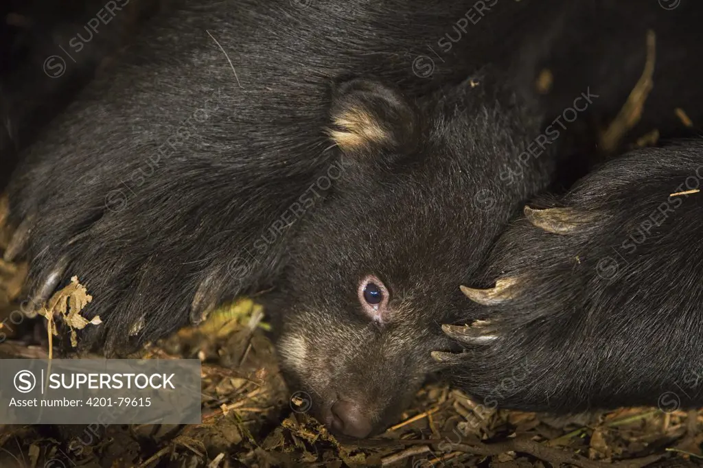 Black Bear (Ursus americanus) 7 week old cub (black color phase) snuggled against mother in den