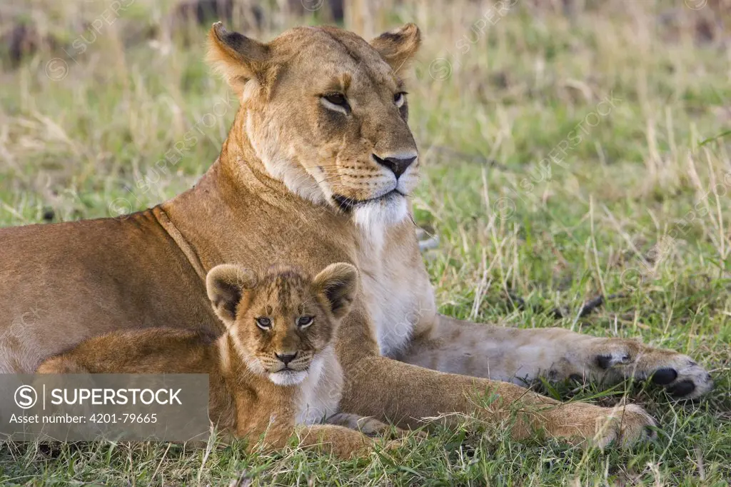 African Lion (Panthera leo) mother and young cubs, approx 8 weeks old, vulnerable, Masai Mara National Reserve, Kenya