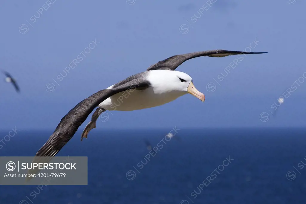 Black-browed Albatross (Thalassarche melanophris) flying, endangered, Steeple Jason, Falkland Islands