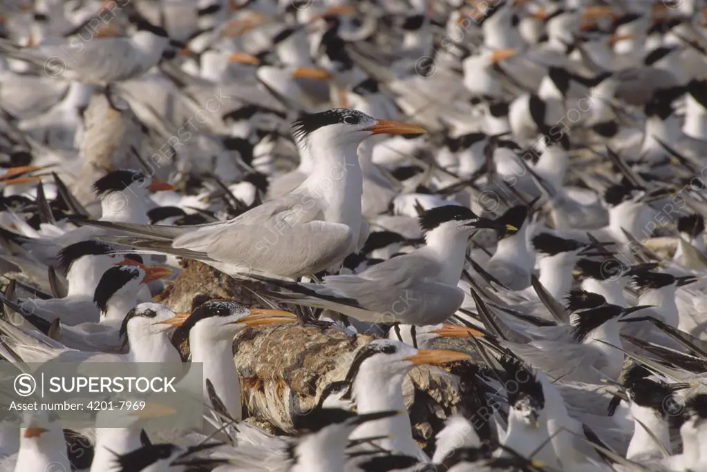 Royal Tern (Sterna maxima) nesting colony, Chandeleur Island, Louisiana