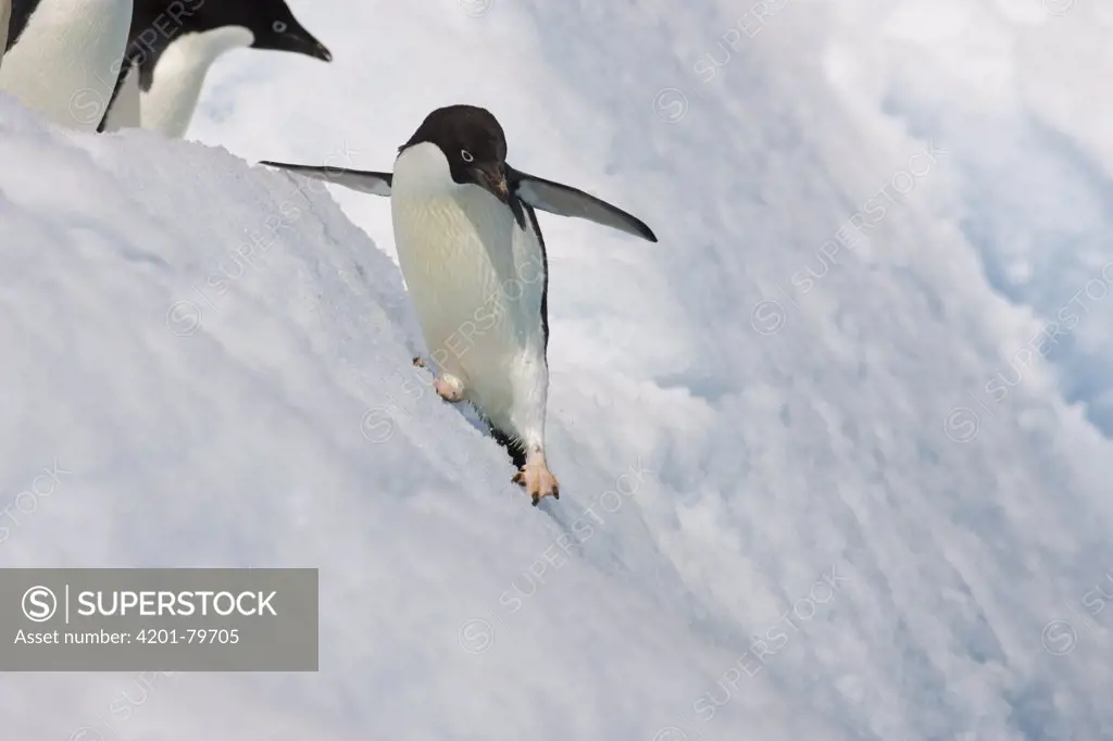 Adelie Penguin (Pygoscelis adeliae) sliding down iceberg, Paulet Island, Antarctica