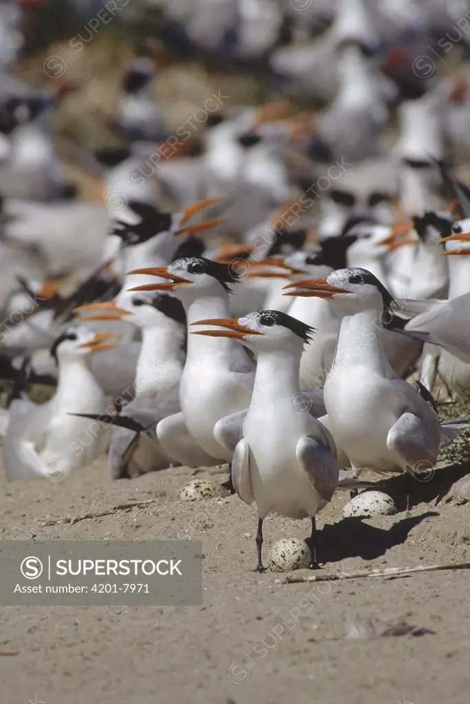 Royal Tern (Sterna maxima) nesting colony showing adults with eggs, Biloxi, Mississippi