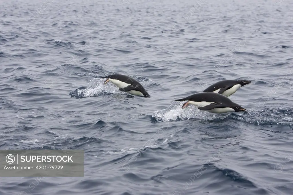 Adelie Penguin (Pygoscelis adeliae) trio porpoising off of Paulet Island, Antarctica