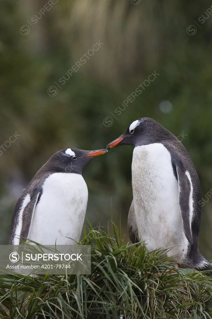 Gentoo Penguin (Pygoscelis papua) couple nesting, Gold Harbor, South Georgia Island