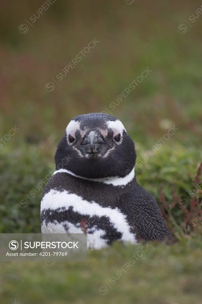 Magellanic Penguin (Spheniscus magellanicus) at burrow entrance, Carcass Island, Falkland Islands