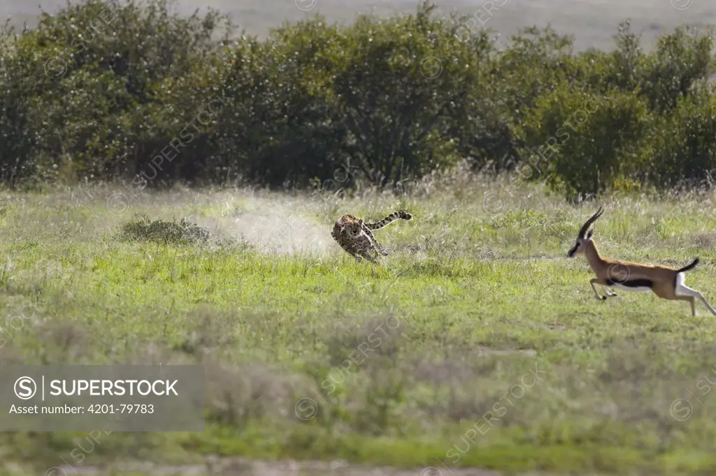 Cheetah (Acinonyx jubatus) chasing male Thomson's Gazelle (Gazella thomsoni), Masai Mara National Reserve, Kenya