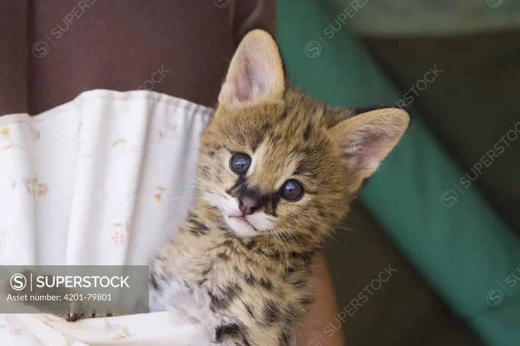 Serval (Leptailurus serval) kitten, five week old orphan in kangaroo pouch, used to increase emotional bond with foster parent, Masai Mara Reserve, Kenya