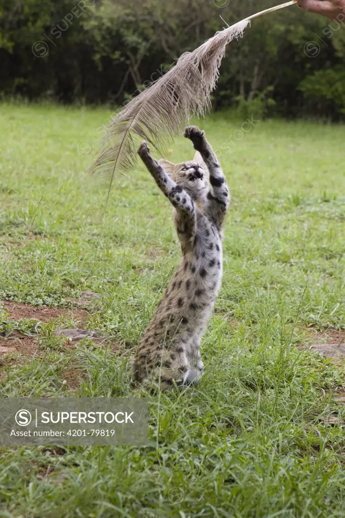 Serval (Leptailurus serval) kitten, thirteen week old orphan playing with ostrich feather held by foster parent, Masai Mara Reserve, Kenya