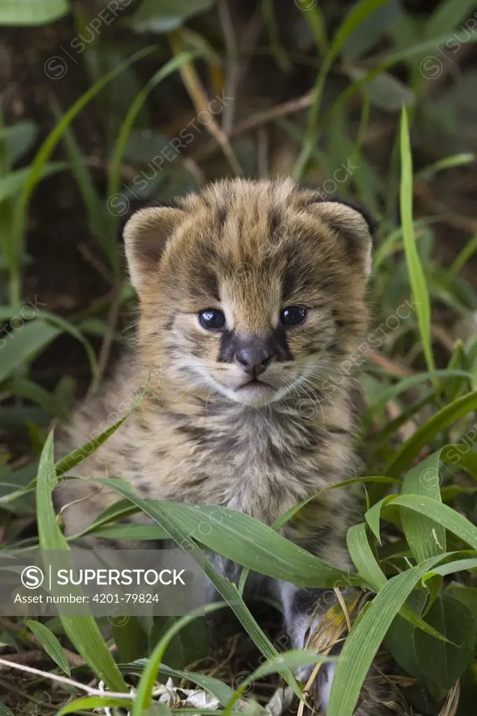 Serval (Leptailurus serval) kitten, two week old orphan with its ears just starting to open, Masai Mara Reserve, Kenya