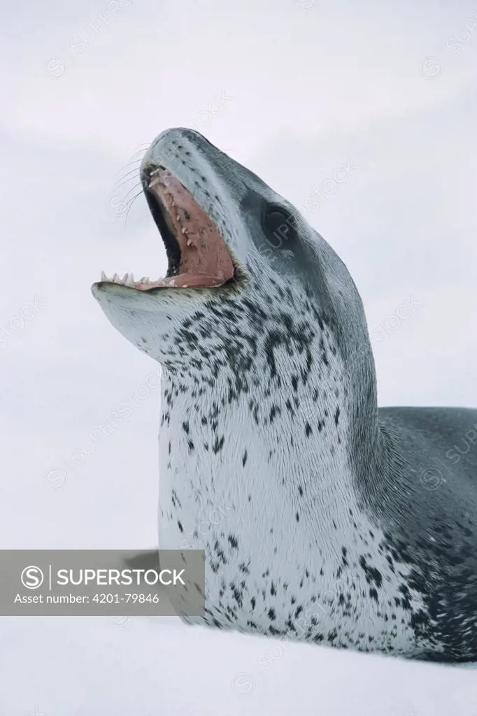 Leopard Seal (Hydrurga leptonyx) with open mouth showing sharp teeth, Weddell Sea, Antarctica