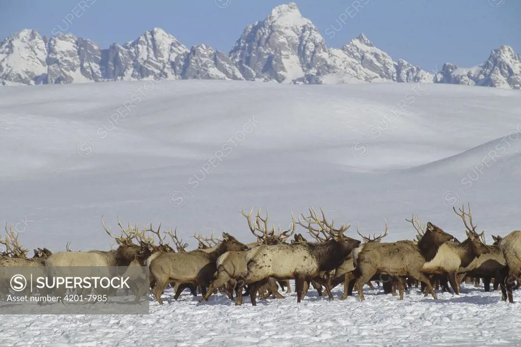 Elk (Cervus elaphus) herd crossing snow-covered ground, National Elk Refuge, Jackson Hole, Wyoming