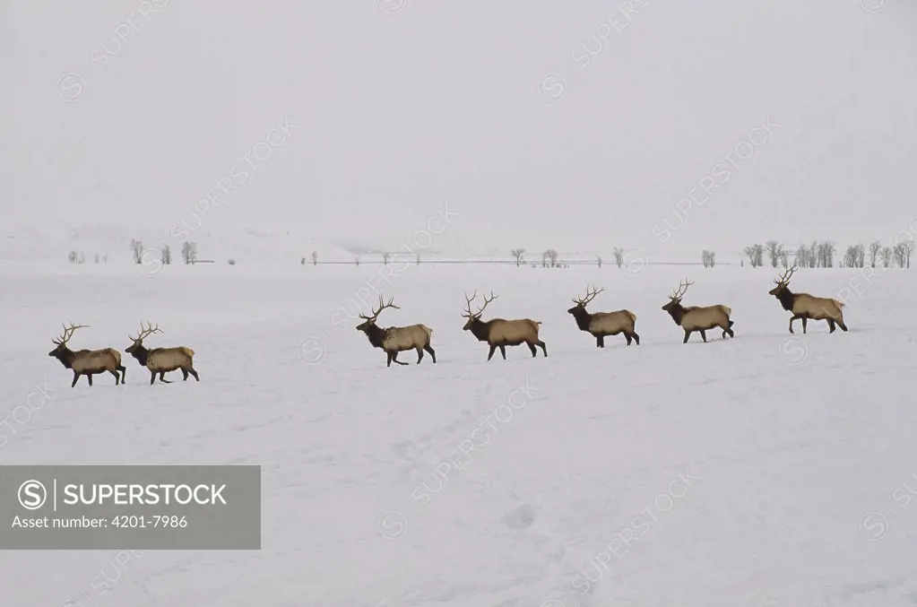 Elk (Cervus elaphus) herd walking in a line, National Elk Refuge, Wyoming