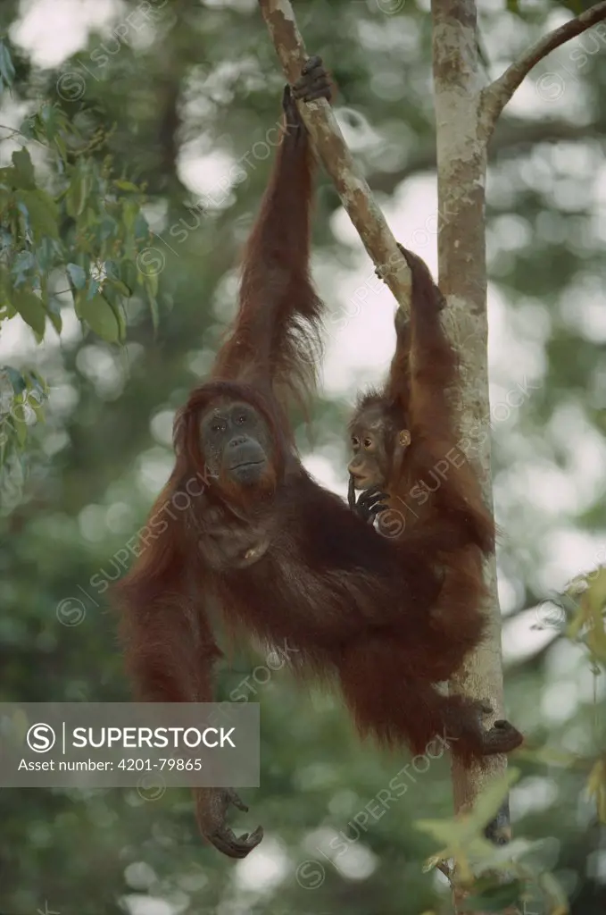 Orangutan (Pongo pygmaeus) female and baby in tree, Tanjung Puting National Park, Kalimantan, Borneo