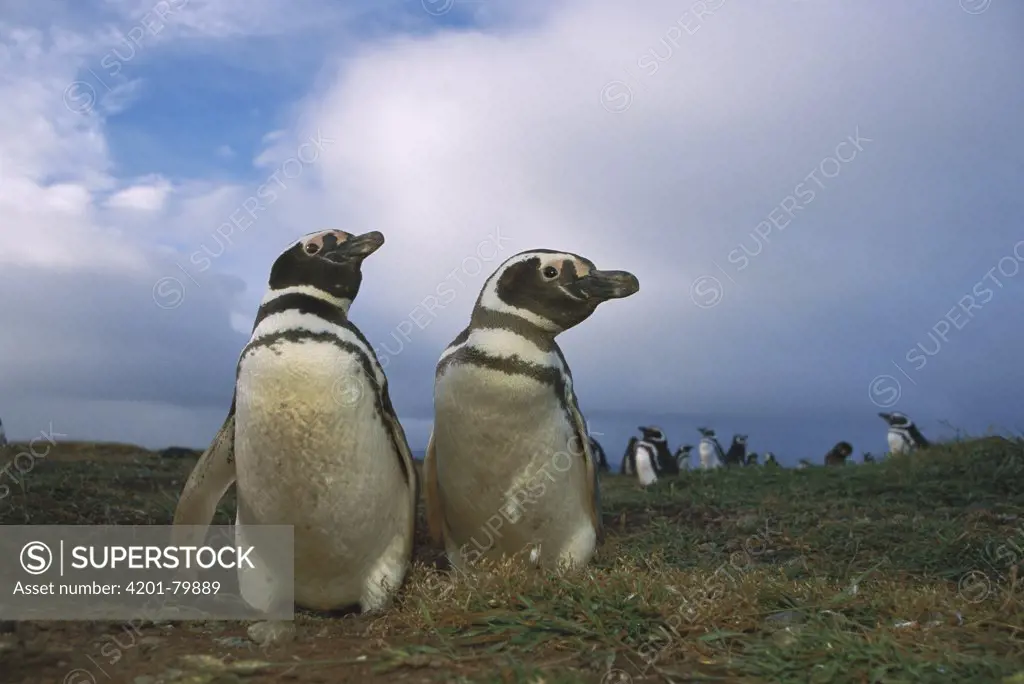 Magellanic Penguin (Spheniscus magellanicus) couple in nesting colony, Patagonia, Chile