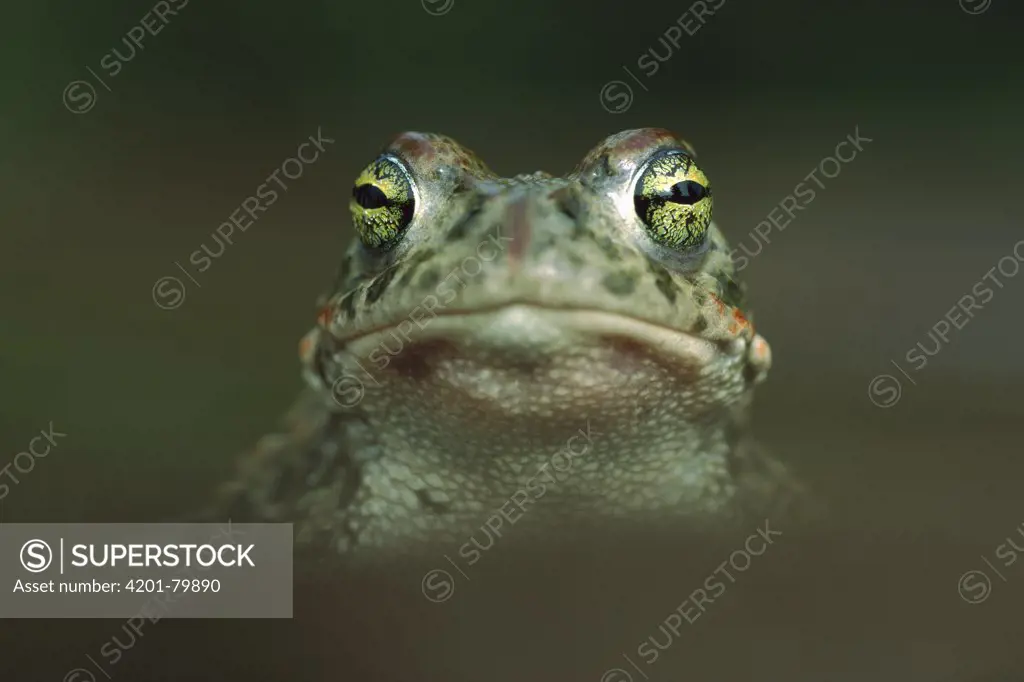 Natterjack Toad (Bufo calamita) close-up of face, Germany