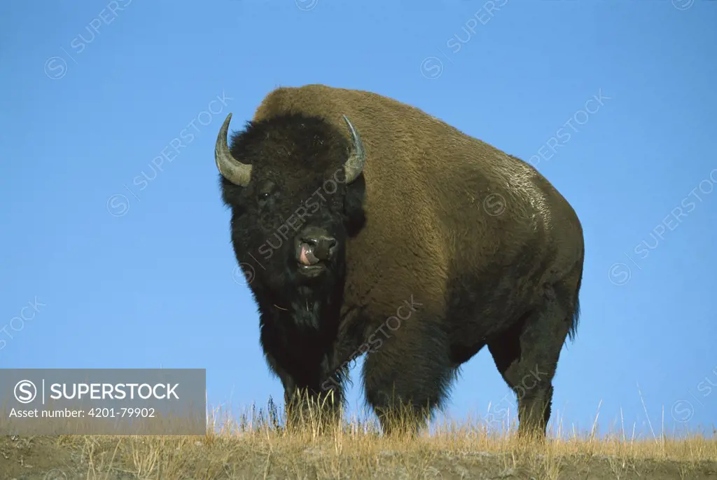 American Bison (Bison bison) bull, Yellowstone National Park, Wyoming