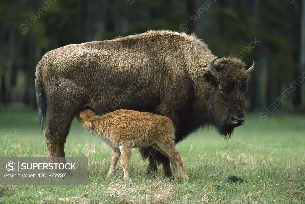 American Bison (Bison bison) mother nursing calf, Yellowstone National Park, Wyoming