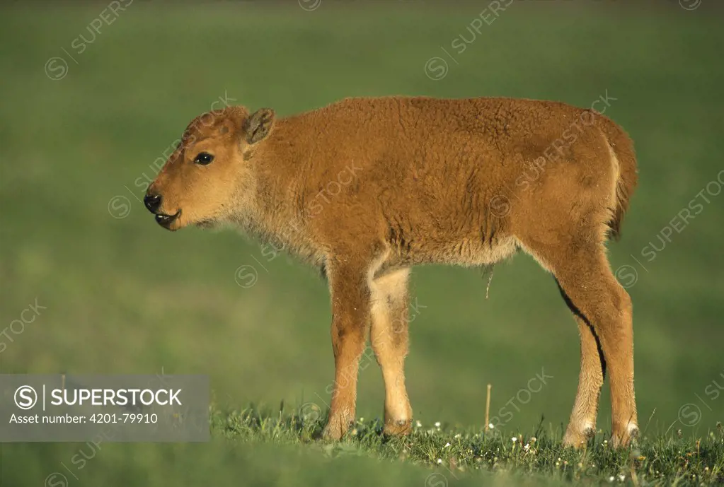 American Bison (Bison bison) calf, Yellowstone National Park, Wyoming