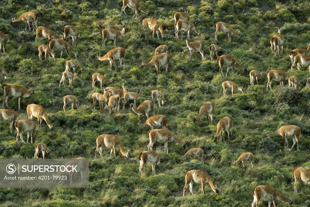 Guanaco (Lama guanicoe) group feeding, Torres del Paine National Park, Patagonia, Chile