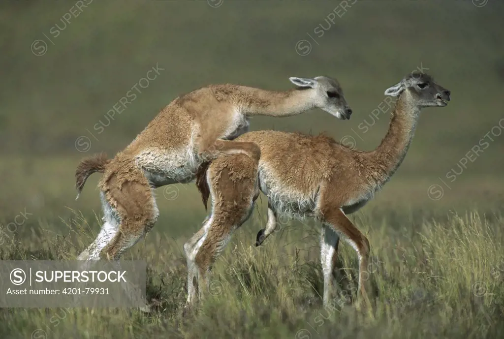 Guanaco (Lama guanicoe) juveniles play fighting, Torres del Paine National Park, Patagonia, Chile