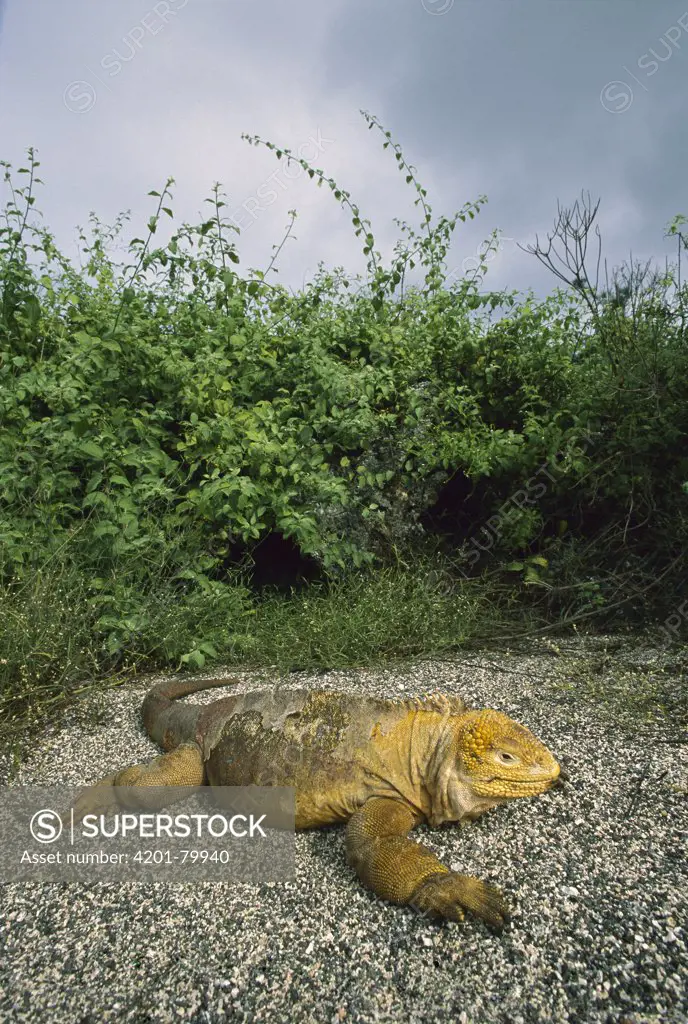 Galapagos Land Iguana (Conolophus subcristatus) sunning individual, Isabella Island, Galapagos Islands, Ecuador
