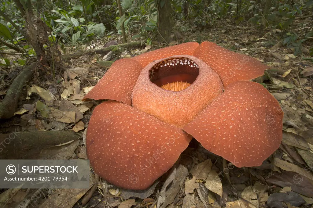 Rafflesia (Rafflesia arnoldii) flower, is the largest flower in the world, fresh open first day, highlands, Malaysian Peninsula