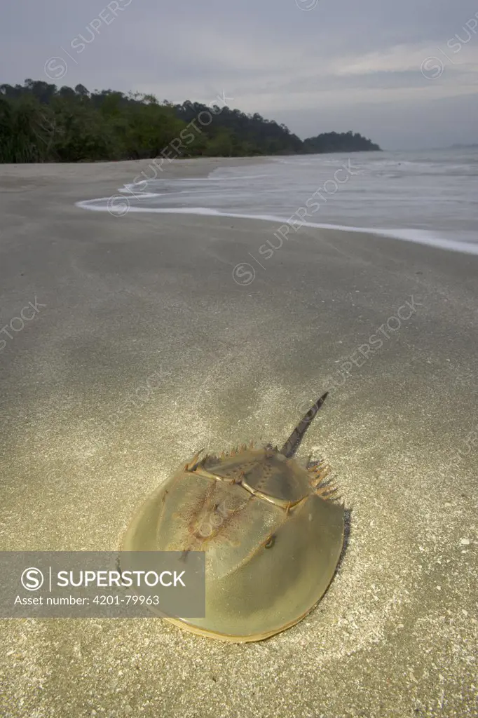 Horseshoe Crab (Limulus polyphemus) at shoreline, Selangor, Peninsular Malaysia