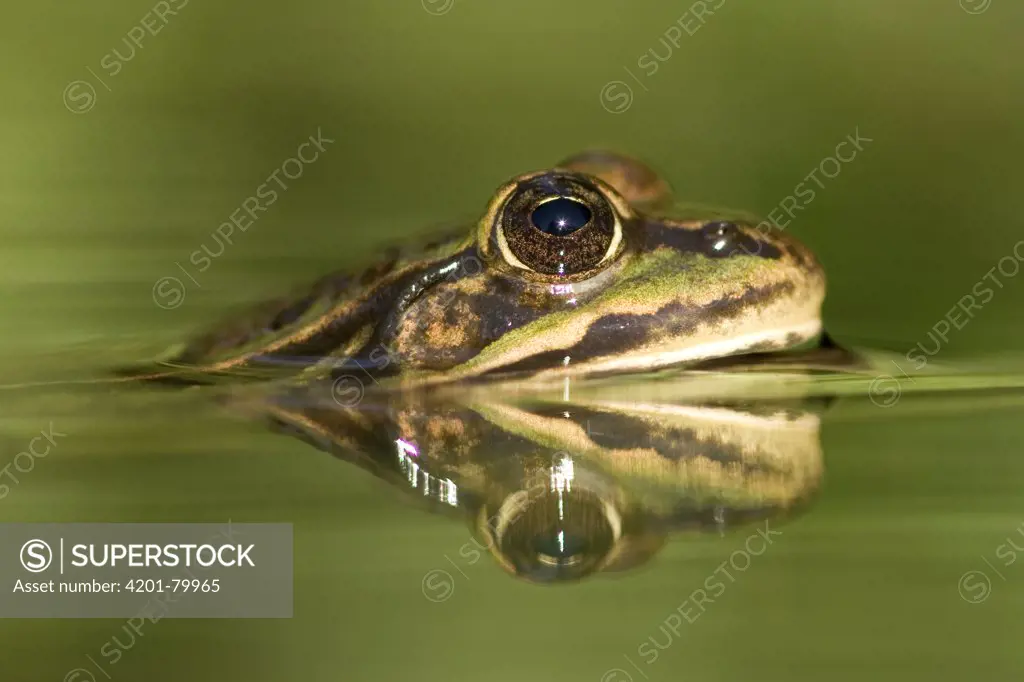 Edible Frog (Rana esculenta) reflected in pond, Germany