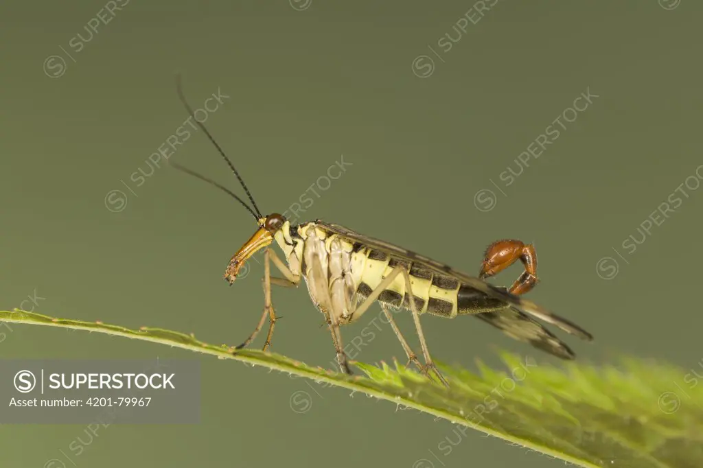 Common Scorpion Fly (Panorpa communis) profile, Germany