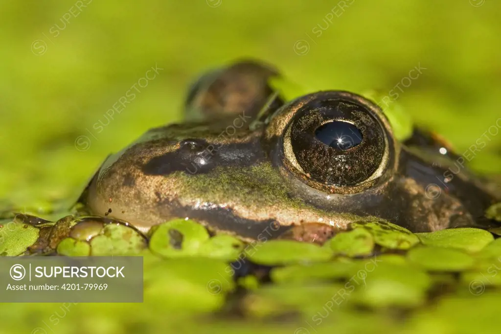 Edible Frog (Rana esculenta) in duckweed covered pond, Germany