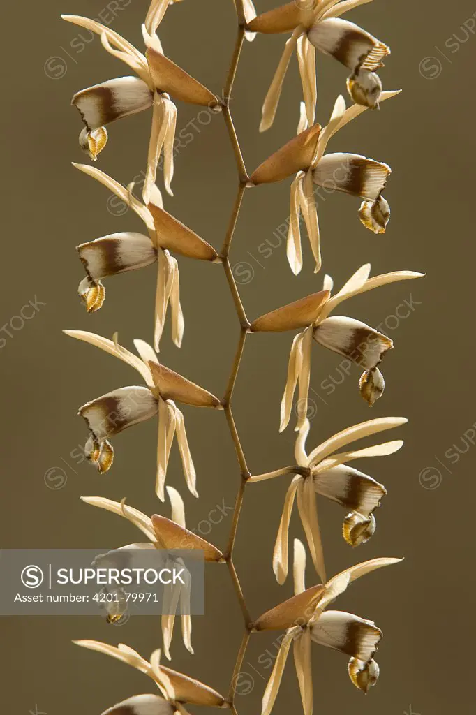 Powdery Flower Orchid (Coelogyne dayana), Costa Rica