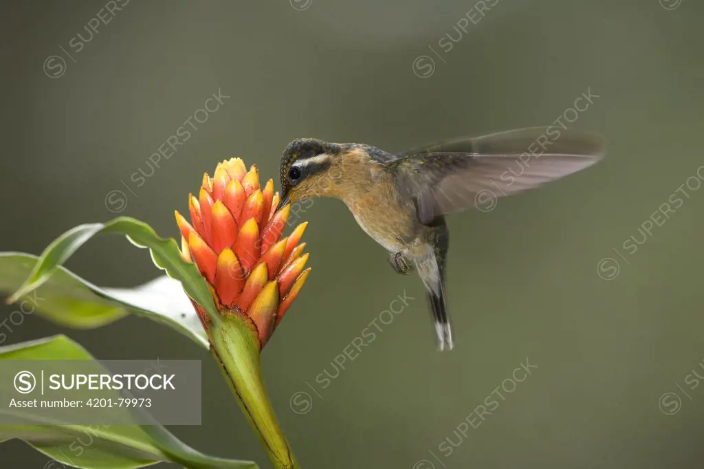 Purple-throated Mountain-gem (Lampornis calolaemus) hummingbird drinking nectar, Monte Verde, Costa Rica