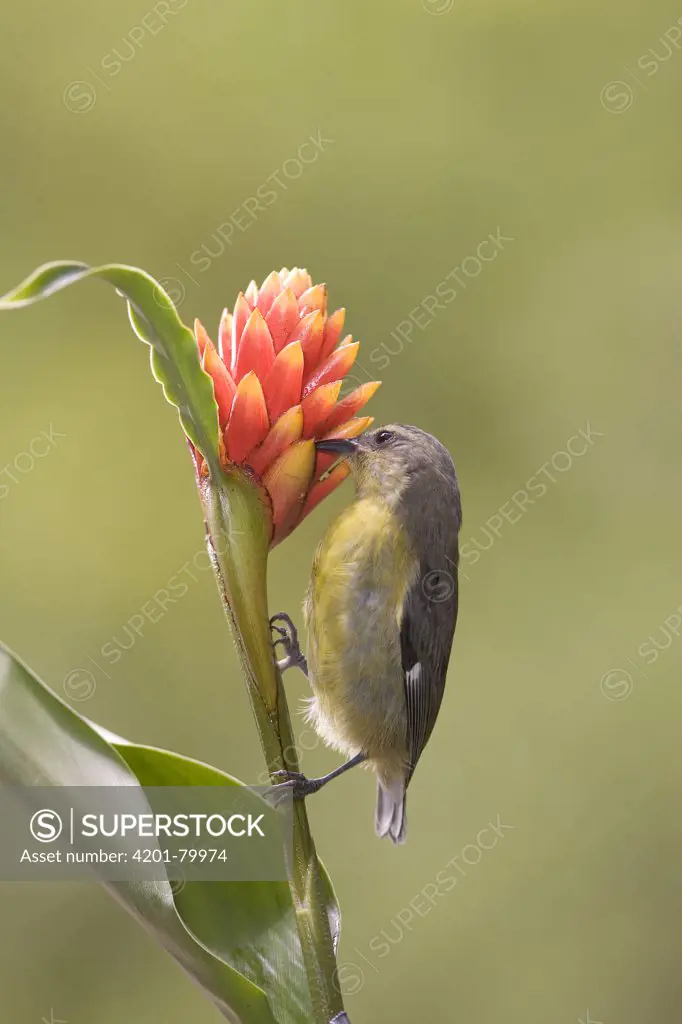 Bananaquit (Coereba flaveola) drinking nectar, Monte Verde, Costa Rica