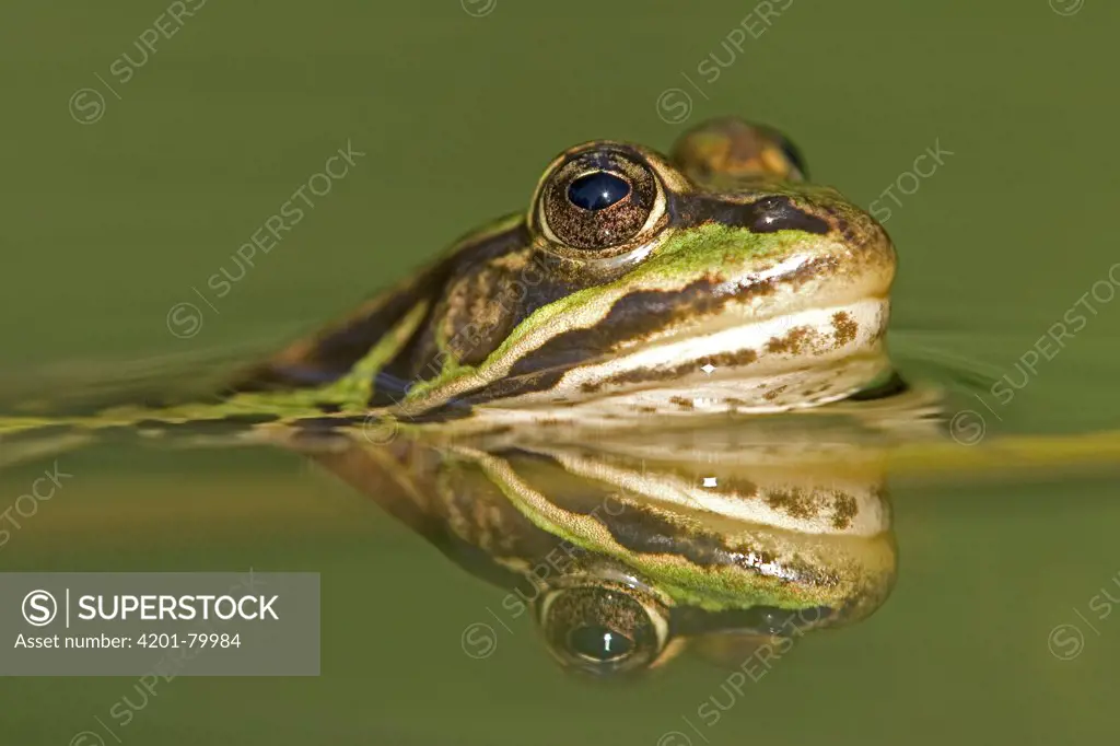 Edible Frog (Rana esculenta) with reflection in pond, Germany