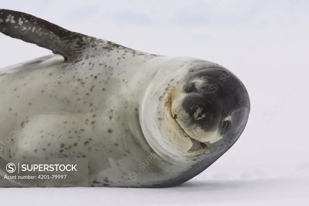 Leopard Seal (Hydrurga leptonyx) adult female on ice floe, Weddell Sea, Antarctica