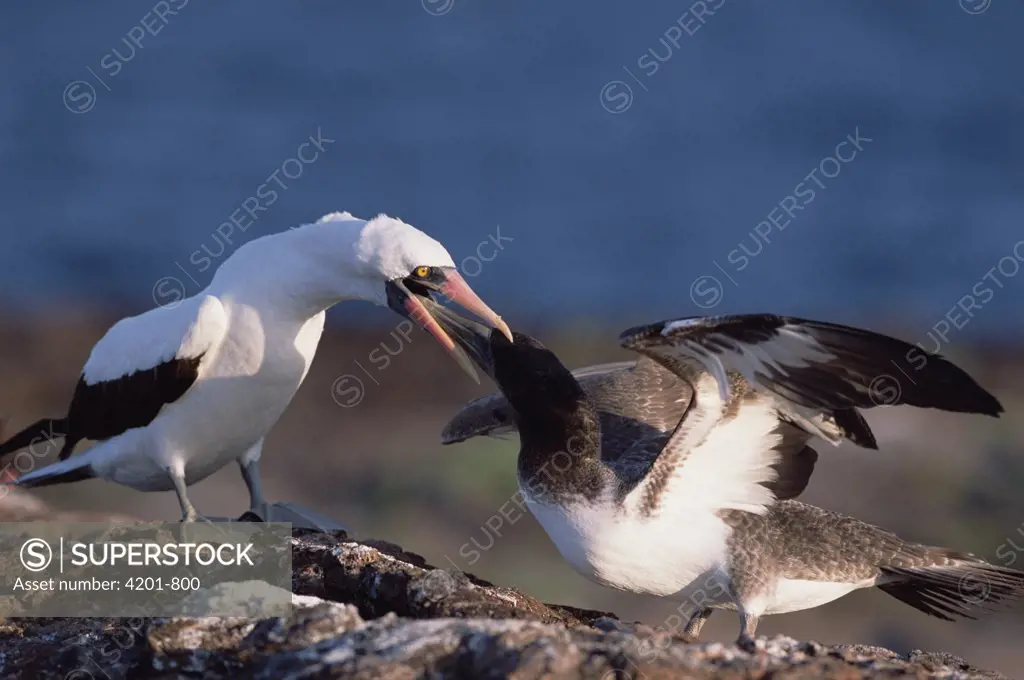 Nazca Booby (Sula granti) large fledgling being fed by parent near nest site, Genovesa Tower Island, Galapagos Islands, Ecuador