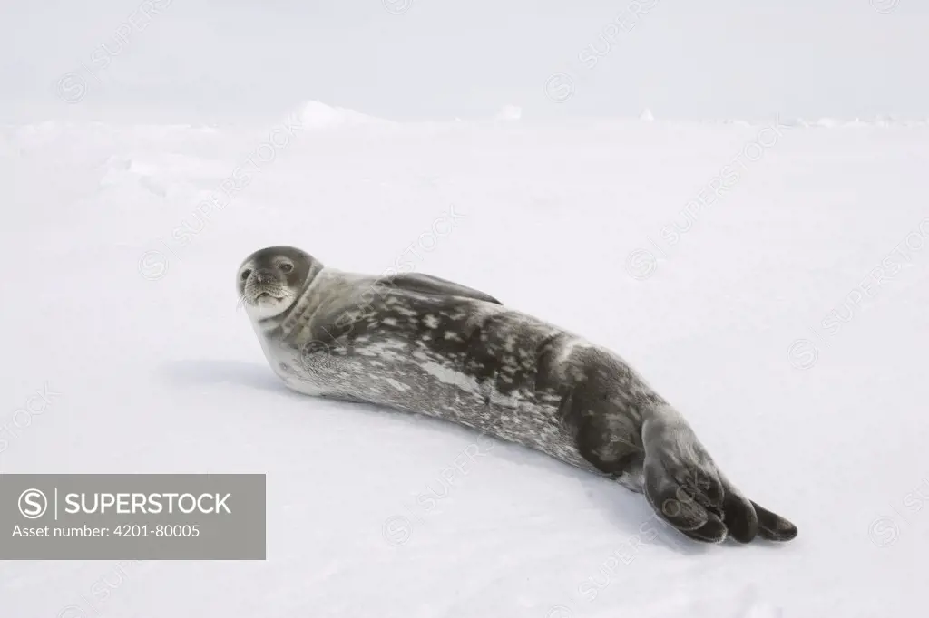 Weddell Seal (Leptonychotes weddellii) subadult resting on ice floe, Weddell Sea, Antarctica