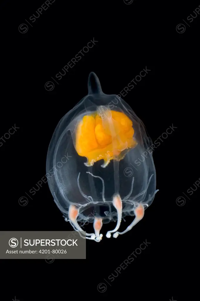 Jellyfish (Leuckartiara sp), Weddell Sea, Antarctica