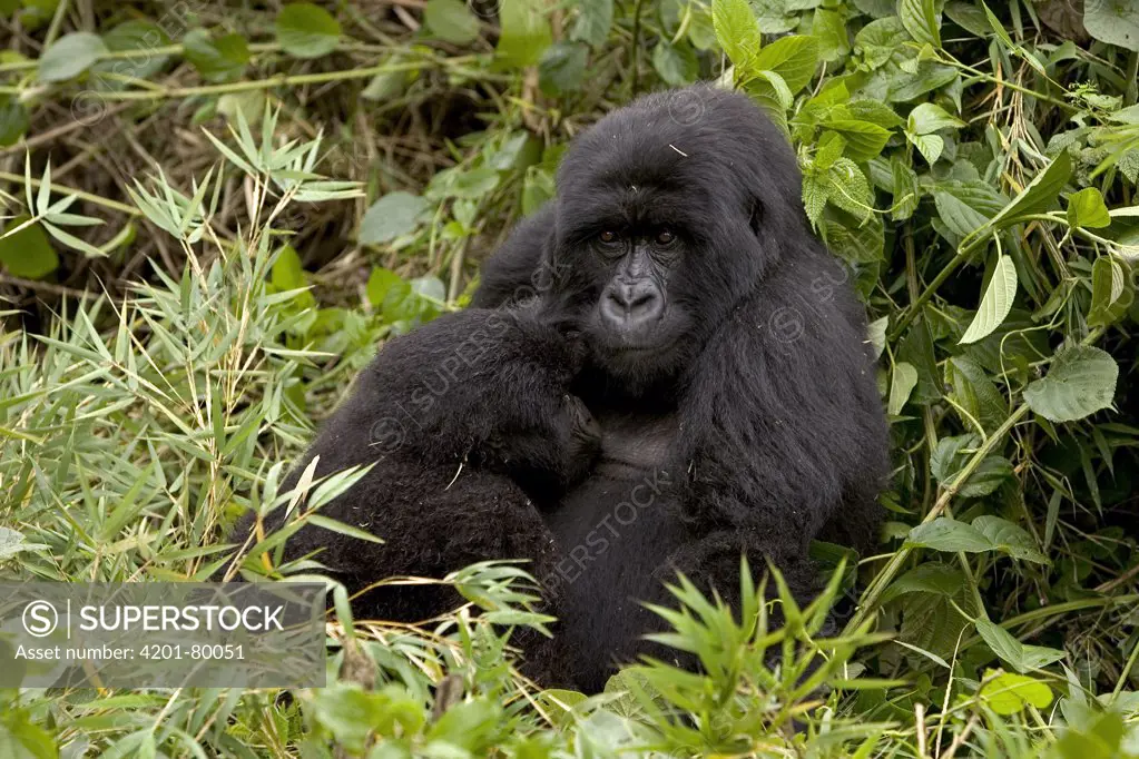 Mountain Gorilla (Gorilla gorilla beringei) female with nursing baby, Parc National Des Volcans, Rwanda