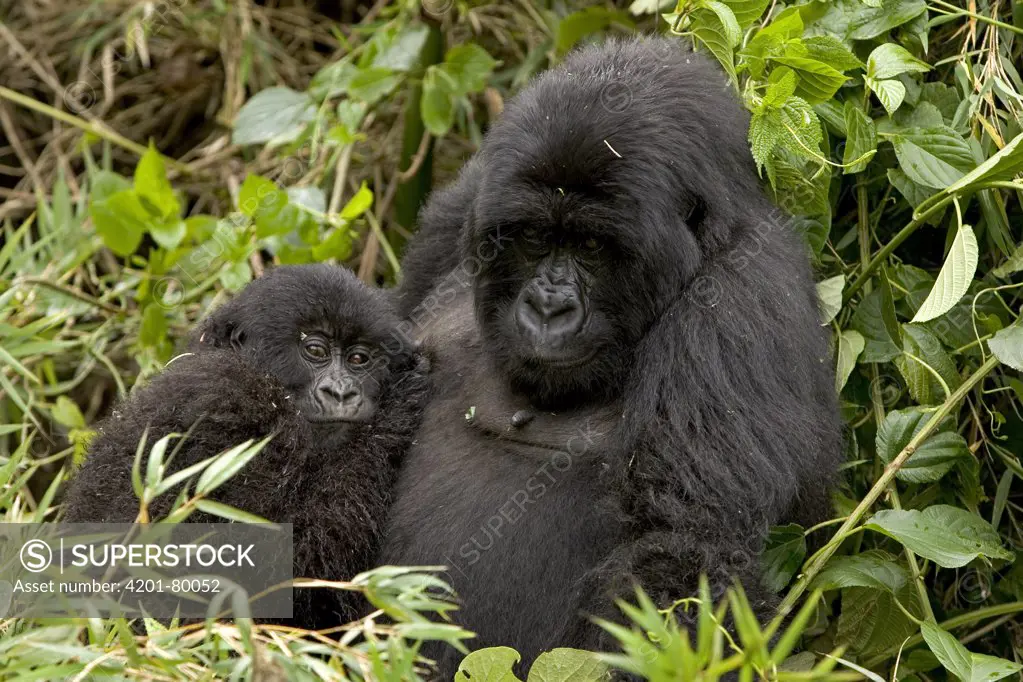 Mountain Gorilla (Gorilla gorilla beringei) female with baby, Parc National Des Volcans, Rwanda